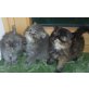blue-tabby,silver-blue shaded, Perser - Katze