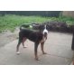 bobby, Appenzeller Sennenhund - Rüde