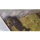 bombina orientalis