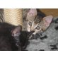 bonnie , Europäische Kurzhaarkatze - Katze