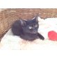 bonnie und jack, hauskatze - Kater