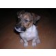 booster, Jack-Russell-Terrier Welpen - Rüde