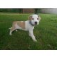 boxer mix!!! - Rüde