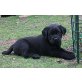 braune Labradorhündin mit Rottweiler Welpen - Rüde