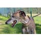 brave Chula, Galgo Español - Hündin