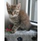 brooklyn, Maine Coon - Katze