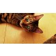 brown-tabby, Toyger - Katze