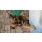 bruno, chihuahua-mix Welpen - Rüde