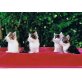 bub mädel, pünktchen  ringelblume, europäisch kurzhaar - Katze