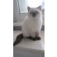burli, Britisch Kurzhaarkatze - Kater