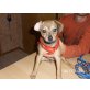 cChihuahua/Zwergpinscher - Rüde