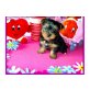 cabosch, Yorkshire Terrier Welpen - Rüde