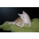 cäsar, Maine Coon - Kater