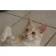 cäsar, Maine Coon - Kater