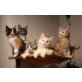 camillo campino  clooney celina crazy, Maine Coon - Katze