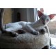 candy- von -chong -shin, Siamesen - Kater