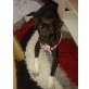 carmen, hund zu verkaufen - Hündin