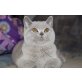 casanova, Britisch Kurzhaarkatze - Kater