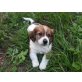cavalier king charls - beagle 8 Wochen Welpen - Rüde