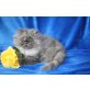 celio, Perser Blau - Kater