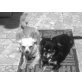 channel und prinzess, Chihuahua mix - Hündin