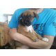 chantal, boxer-schäferhund Welpen - Hündin