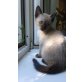 chappii, Siamesen - Kater