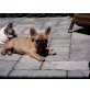 charlet, Französische Bulldogge Welpen - Hündin