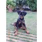 charly, Deutscher Pinscher Welpen - Rüde