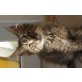 charly, Maine Coon - Kater