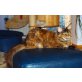 charon, Maine Coon - Katze