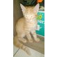checker, kater orange - Kater