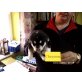 cheyenne, Alaskan Malamute Welpen - Hündin