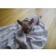 chicco, Chihuahua kurzhaariger Schlag - Rüde