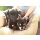 chihauhau und terrier - Hündin