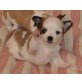 chihuahua Welpen - Rüde