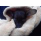 chihuahua-mini zwergpinscher Welpen - Rüde