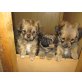 chihuahua-mix, chihuahua/dackel Welpen - Hündin