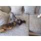 chihuahua mix welpen  Welpen - Rüde