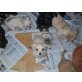 chihuahua pekingnesenmix Welpen - Hündin