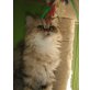 chika, Perser - Katze