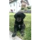 chipsi, Golden Retriever und Flat coatet Retriever Welpen - Hündin
