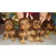chocolate yorkshire terrier, Biewer Yorkshire Terrier a la pon pom Welpen - Hündin