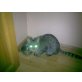 chuky, weiß ich nicht  - Kater