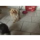 cindy, Yorkshire Terrier - Hündin