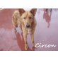 circon-ist ein toller Junghund!!, Mischling - Rüde