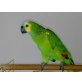 coco, Blaustirnamazone - weiblich