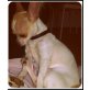 coco, Chihuahua kurzhaariger Schlag - Hündin