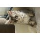 coco, Maine Coon - Katze