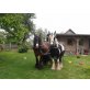 colleen, daisy, Irish Tinker - Stute